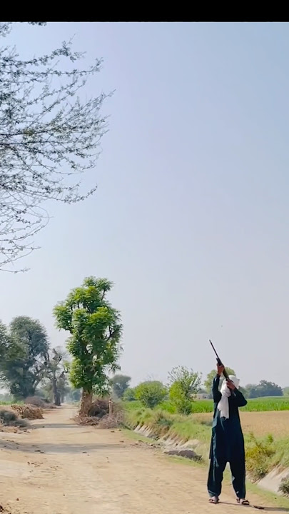 Springer Cometa Dead Shot | Bird hunting| Airgun Hunting