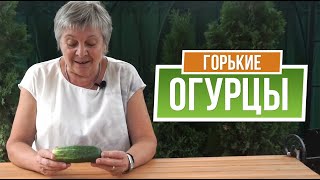 Почему Огурцы Горькие 🥒 Как Избавиться от Горечи в Огурцах