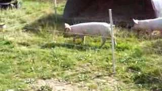 pigs electric fence2