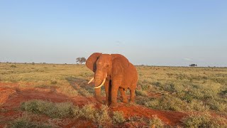 Tsavo East Safari #safari #aruba #elephants