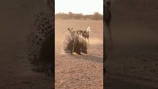 Porcupine vs Wild Dogs: Quill Defense! #shorts #wildlife #porcupine #africa #nature