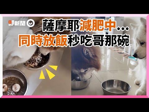 貪吃薩摩耶不吃自己減肥餐 一見二哈哥哥飼料秒開搶｜寵物動物｜雪撬犬｜ 哈士奇｜精選影片