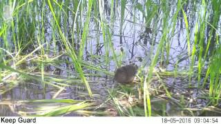 ID1631/Астраханский заповедник/Другие виды животных/Водяная полёвка ID1631/Астраханский заповедник/Другие виды животных/Водяная полёвка
