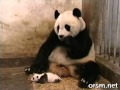 Малыш панды чехнул (вот ХА ХА)