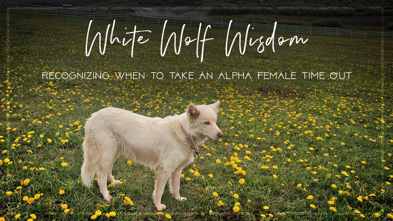 White Wolf Wisdom - Recognizing When To Take An Alpha Female Time Out