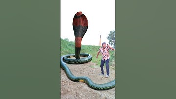 Anaconda snake in real life P201#shorts #short #snake #nagin #python #anaconda #snakes #bigsnake