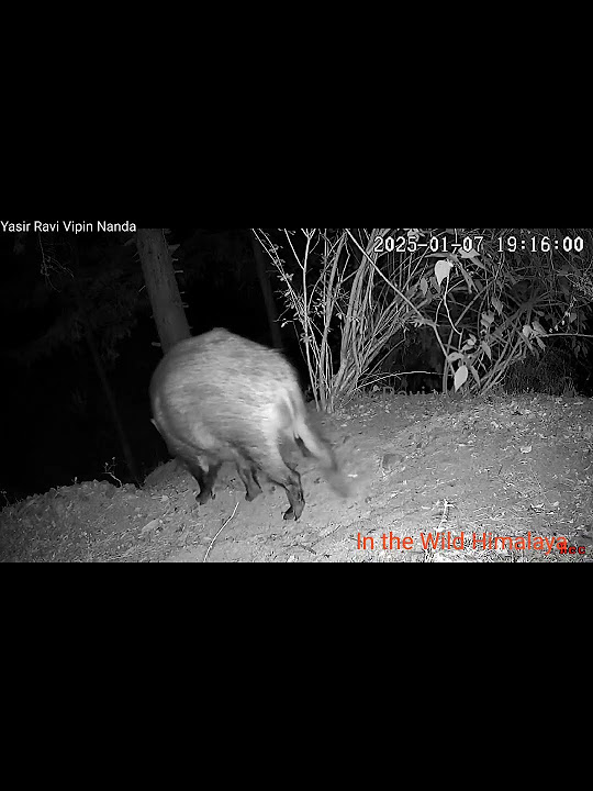 Trail 1 7 January 2025 wildboar after Many Days YouTube