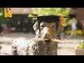 UMBC Winter Undergraduate Commencement 2020