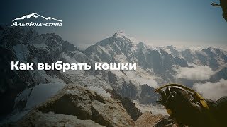 Как выбрать кошки