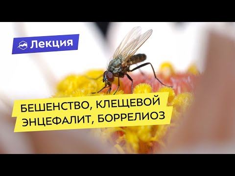 Бешенство, клещевой энцефалит, боррелиоз и другие инфекции