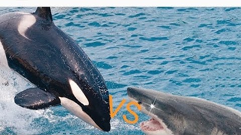 orca 1v1 deeeep.io