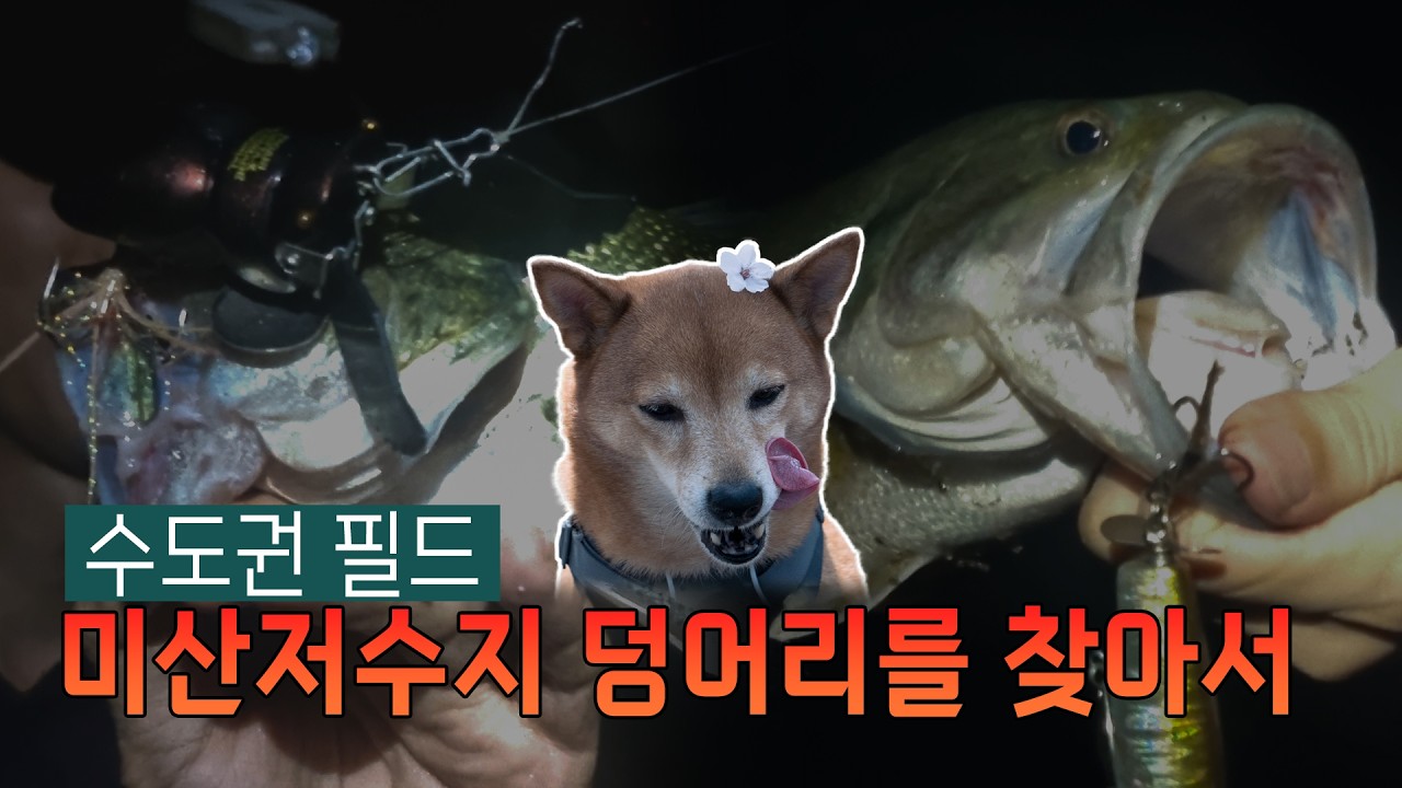수도권 필드! 안성 미산지의 극과 극 배스낚시! | 빙구의 낚시일지