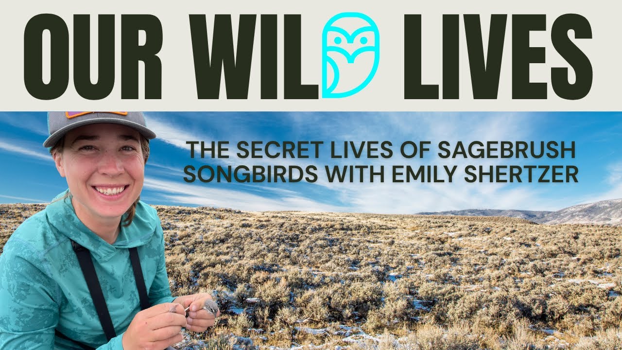 The Secret Lives of Sagebrush Songbirds with Emily Shertzer