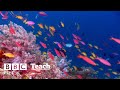 World Oceans Day Quiz