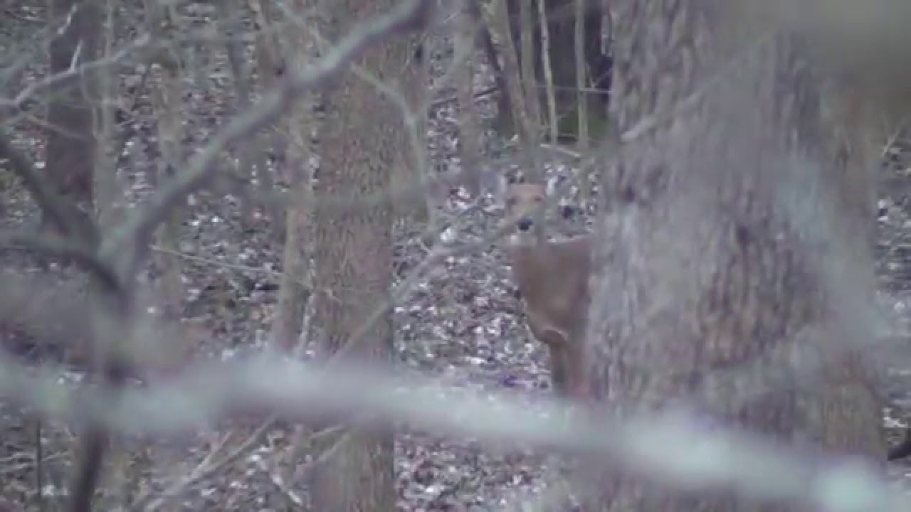 West Tennessee Deer Hunting 2016 YouTube