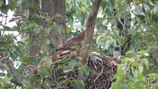 05/23/24 VMC Red-Tailed Hawk Nest Renton Wa 8976-161