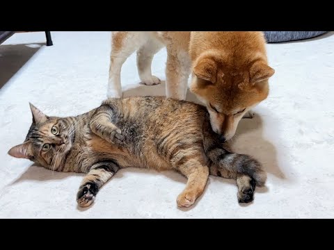 ほっとけないタイプの末っ子猫は毎日柴犬と兄猫に健康チェックをされています