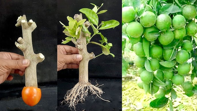 5 Ways To Simple Lemon Tree Propagation Grow Your 2024