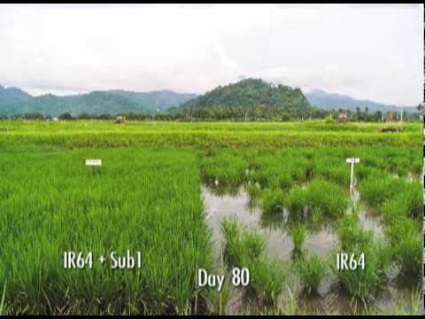 Time-lapse video shows flood-tolerant Scuba Rice (50 seconds)