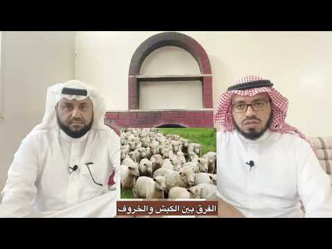 الفرق بين الكبش والخروف