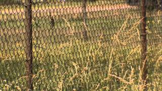 Famous Codes Compliance: Tall Grass & Weeds Net Worth