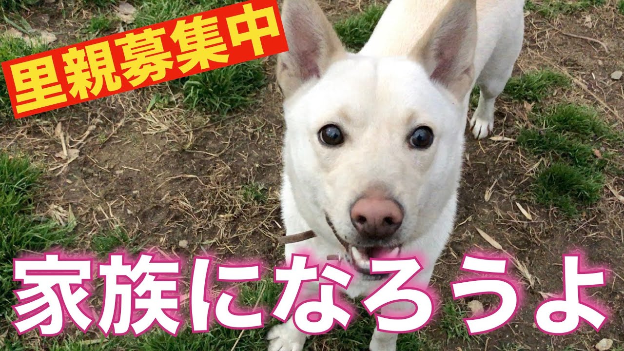 里親募集 紀州犬mixキッシュ Youtube