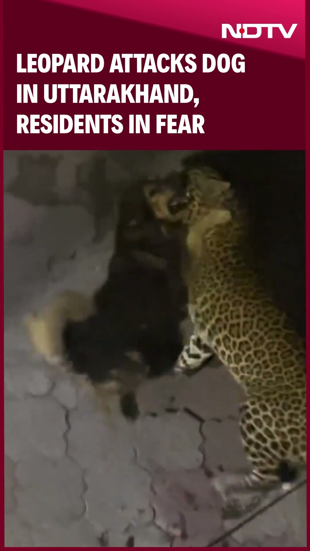 Uttarakhand News | Leopard Attacks Dog In Uttarakhand, Residents In Fear