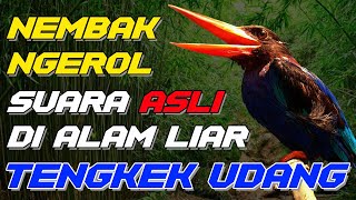 🔴TENGKEK UDANG SUARA ASLI DI ALAM LIAR NGEROL NEMBAK..COCOK BUAT MASTERAN