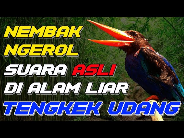 🔴TENGKEK UDANG SUARA ASLI DI ALAM LIAR NGEROL NEMBAK..COCOK BUAT MASTERAN class=