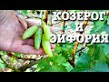 КОЗЕРОГ И ЭЙФОРИЯ -  НОВЫЕ ГИБРИДНЫЕ ФОРМЫ. ОРИГИНАЛЬНАЯ ФОРМА И МОРОЗОСТОЙКОСТЬ НОВИНОК