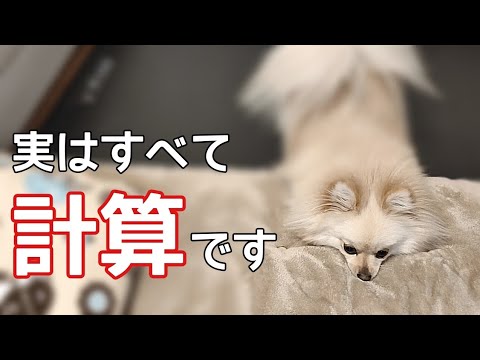 あざとい 犬 計算高い愛犬の行動に全飼い主が騙されてます 犬の仕草 Youtube