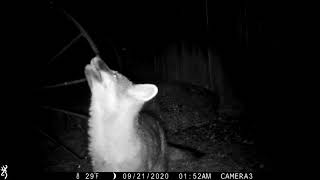 Gray Fox Calls Out Repeatedly