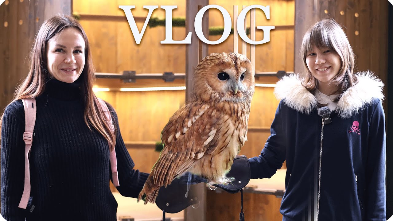 🦉 Совиный дом 💕Лотерея 🥮Печеньки 🍦 Лаборатория мороженого