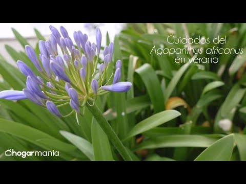 Cuidados del Agapanthus africanus en verano - Jardinería - YouTube