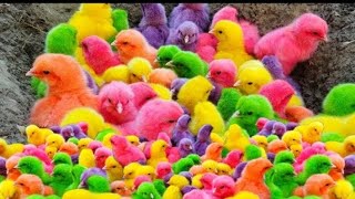 Wow wow Catching chickens colorful chickens Rainbow chickens cute animals 24