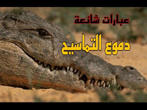 دموع التماسيح عبارات شائعة لماذا يقال للكاذب دموعه دموع التماسيح