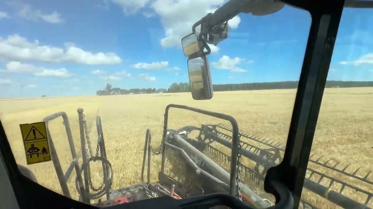 El primer trigo 🌾 del año! 