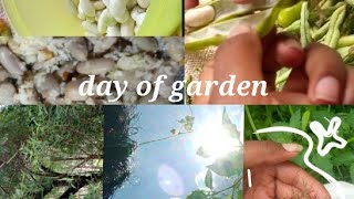 day of beens garden