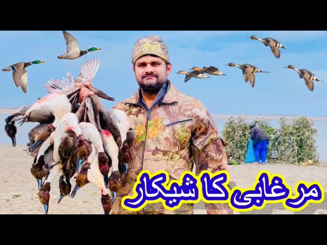 300 duck shooting video | Murghabi ka shikar - Duck hunting in pakistan class=