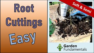 Easy Way to Root Cuttings 🌳🌱🌲 Softwood & Semi-hardwood screenshot 5