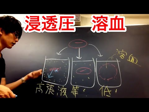 浸透圧　溶血　高校生物　osmotic pressure, hemolysis, biology lecture