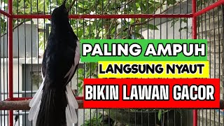 LEKAS NYAUT IKUTAN GACOR! TERAPI PAGI KACER GACOR NGEPLONG BUAT PANCINGAN KACER BAHAN, 99% AMPUH!!