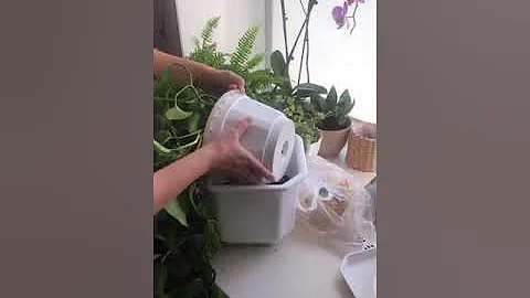 Пересадка сциндапсуса уход почва грунт