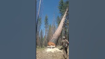 The moment the big tree fell #satisfying #asmr #tree #gianttree #oddlysatisfying #fypyoutube #fyp