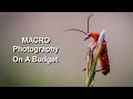 Macro Photography On A Budget - Our First REAL Macro Day!