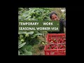 Temporary Work - Seasonal Worker Visa | UK Visa | Work and Travel Opportunity