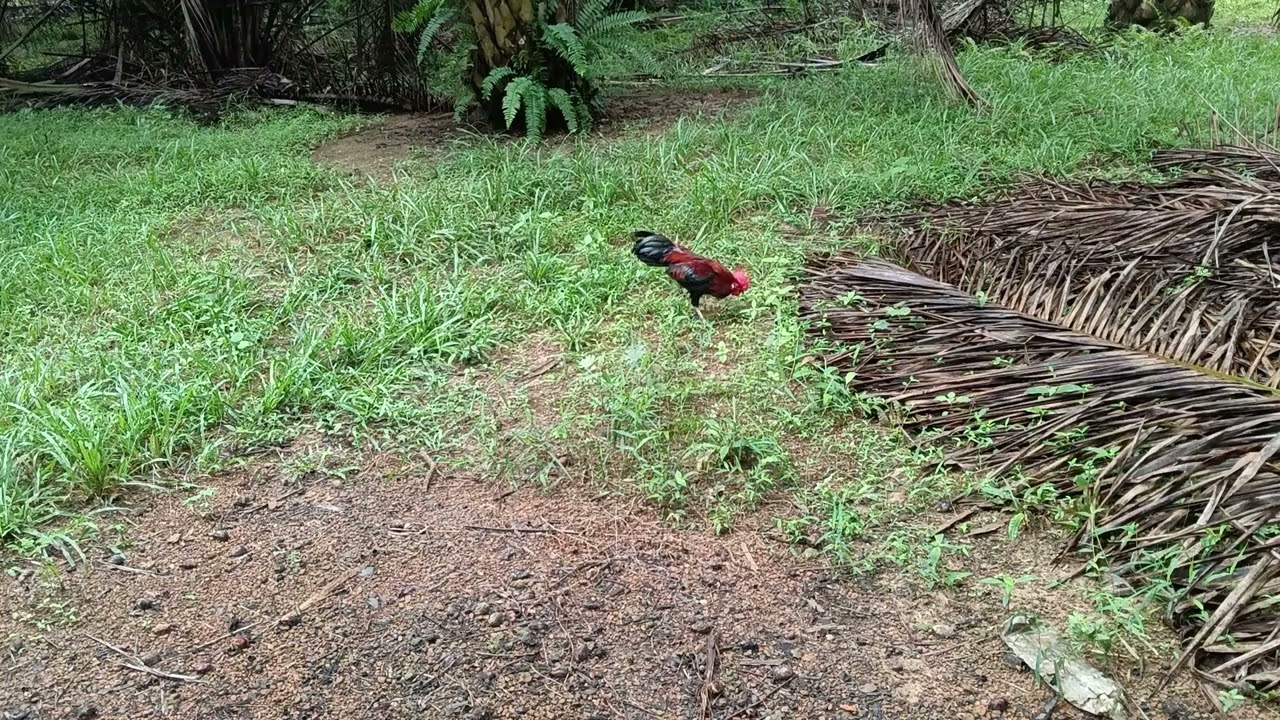 Tapau mnt ...ayam hutan #14