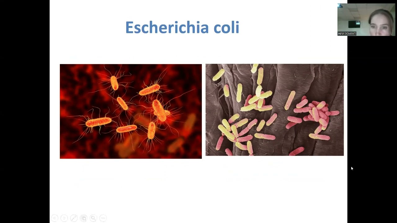 Школа молодых учёных: Игнатова Н.И. - Роль микробиома человека в канцерогенезе