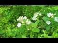 beautiful jungle