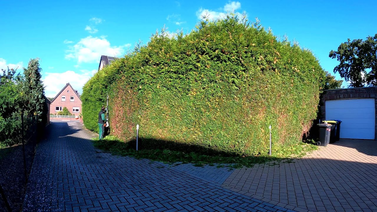 ⁣Not VERY BIG! he SAID that the Hedge of Thuja is ONLY 10m long